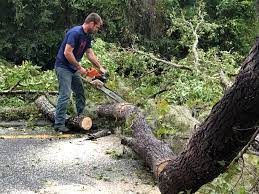 Best Emergency Tree Removal  in Vandenberg Af, CA