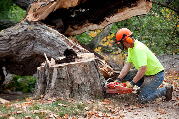 Professional Tree Removal in Vandenberg Af, CA